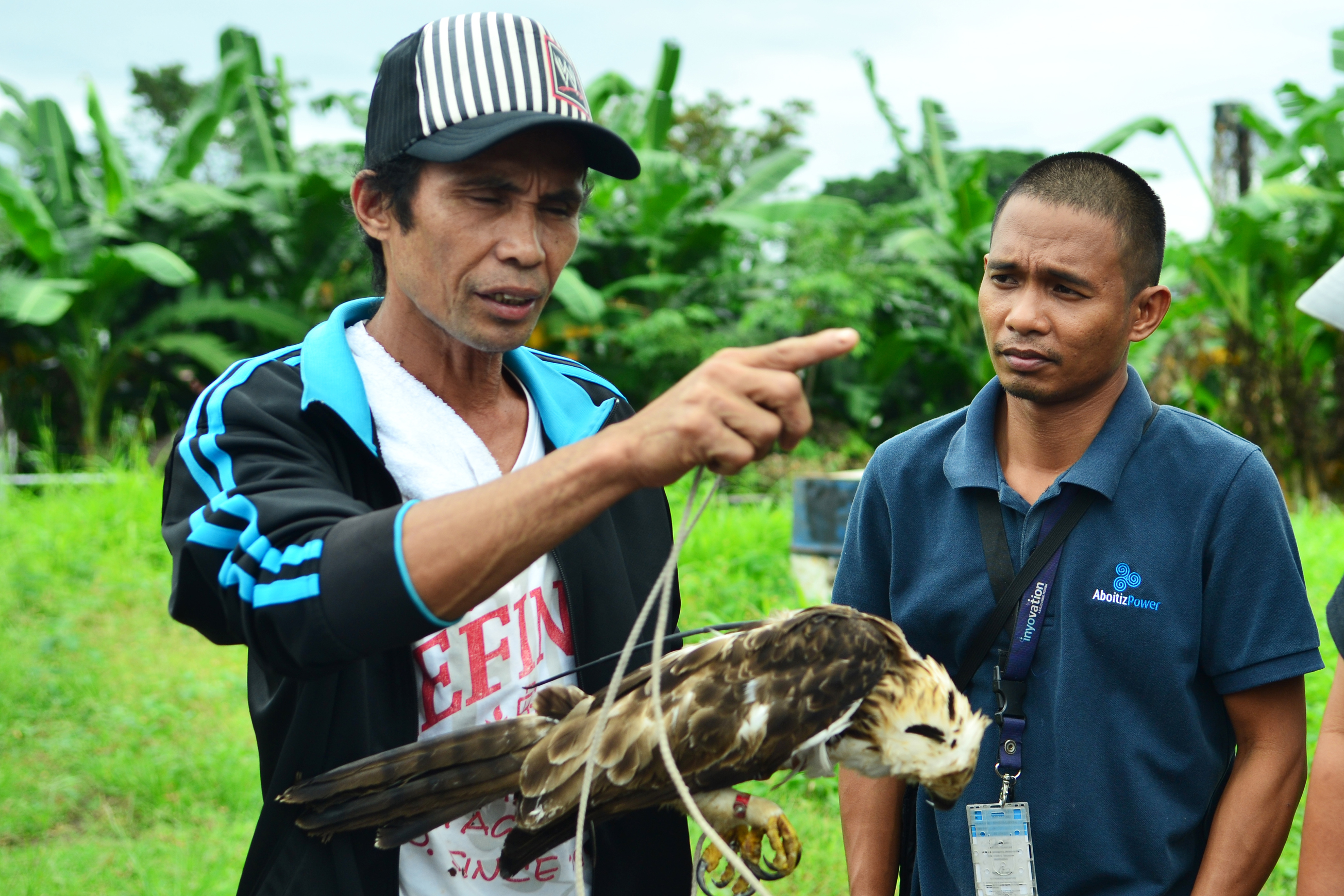 hawk-eagle