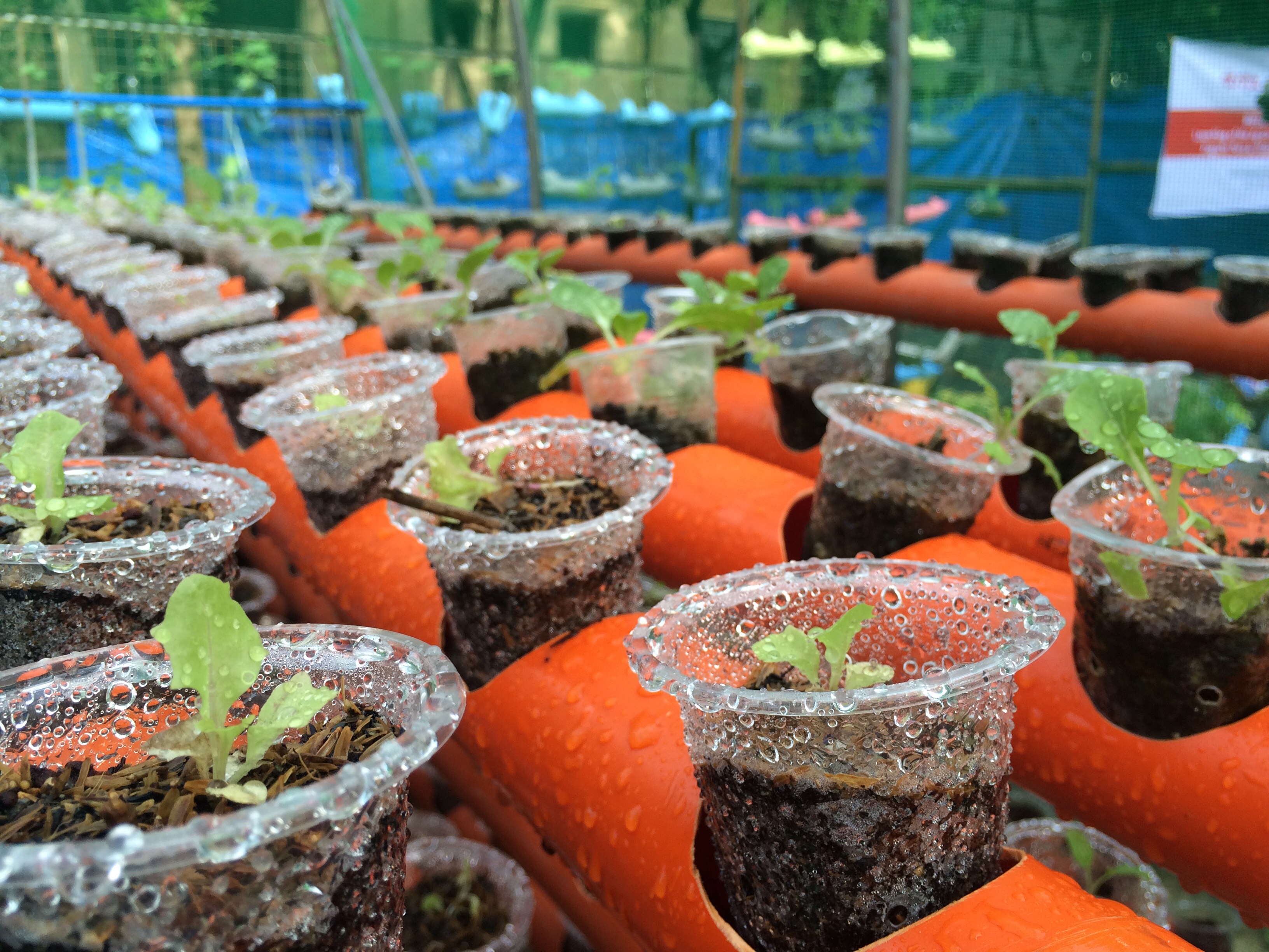 aquaponic pods