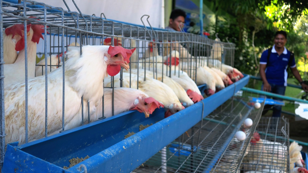Egg Laying Machine